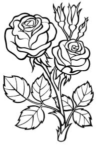 Красивый куст розы 