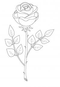 Роза раскраска с длинным стеблем и шипами 