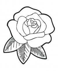 Цветок розы без стебля 