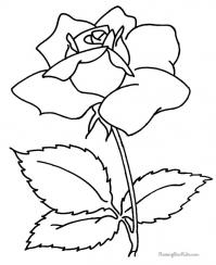 Красивая роза с распустившимися лепестками 