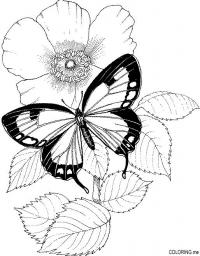 Бабочка на маке 