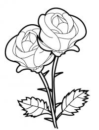 Два цветка розы раскраска 