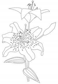 Раскраска лилия. раскраска соедини по точкам рисунок цветок 
