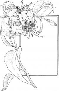 Лилия открытка с лилией 