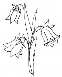 Колокольчик цветок рисунок карандашом