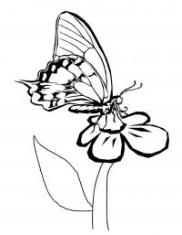 Раскраска бабочка на цветке ромашки 