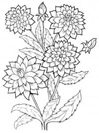 Распечатать раскраски цветов - хризантемы. 