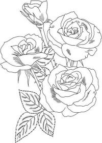 Три розы с шипами на ветке 