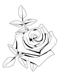 Красивая роза 