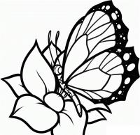 Бабочка на цветке 