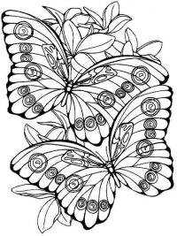 Бабочки на цветах 