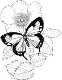 Маленькая бабочка на огромном цветке 