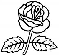 Роза 