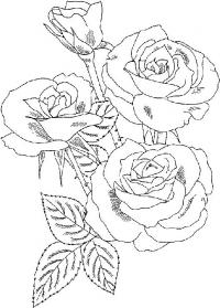 Три красивые розы с бутоном и шипами 