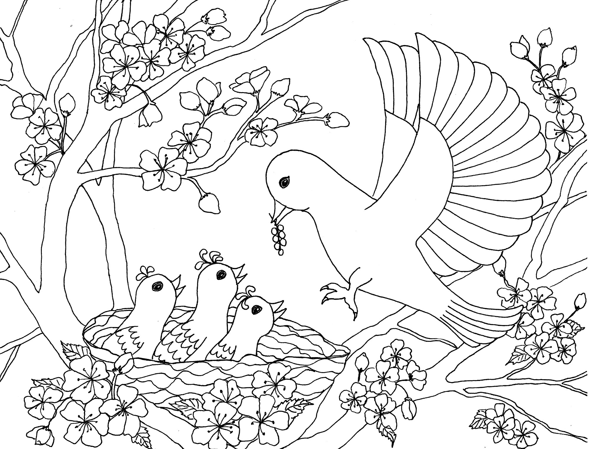 Птицы раскраска для детей