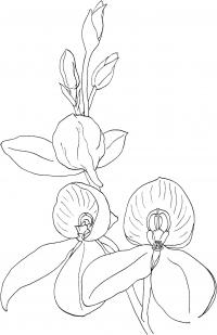 Цветущая орхидея 