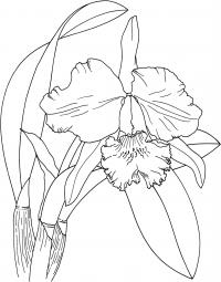 Большой цветок орхидеи 