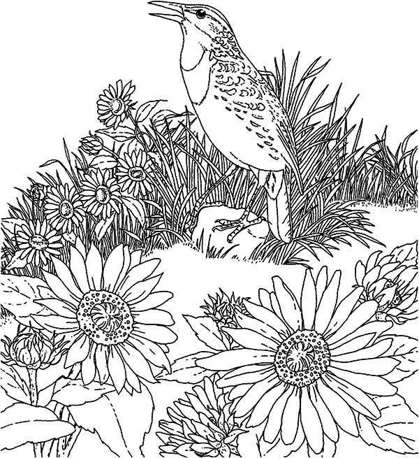 Птица Поющая птица на клумбе с цветами раскраски цветы