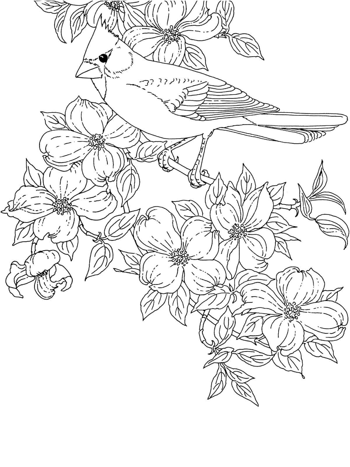 Птица Птичка с хохолком на цветущей ветке дерева раскраски цветы