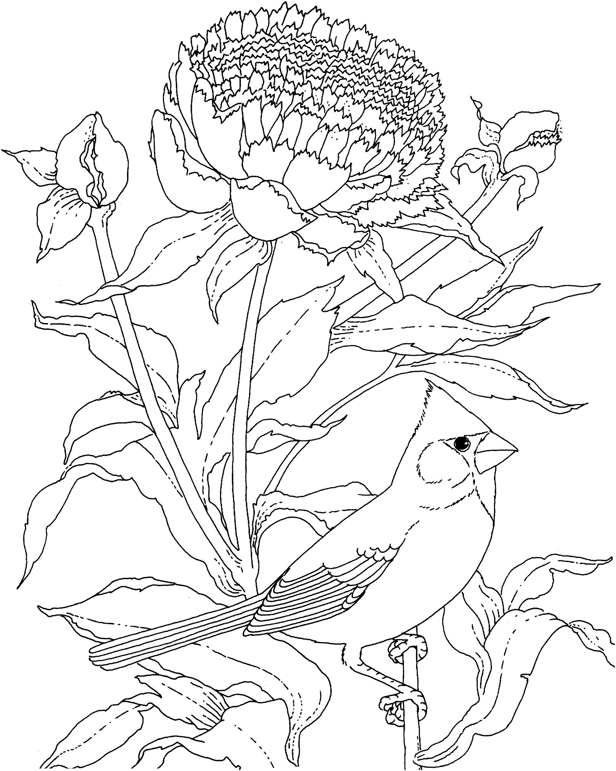 Птица Пион и птица с хохолком раскраски цветы