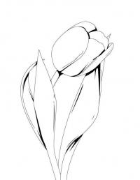 Тюльпан с тремя листочками 
