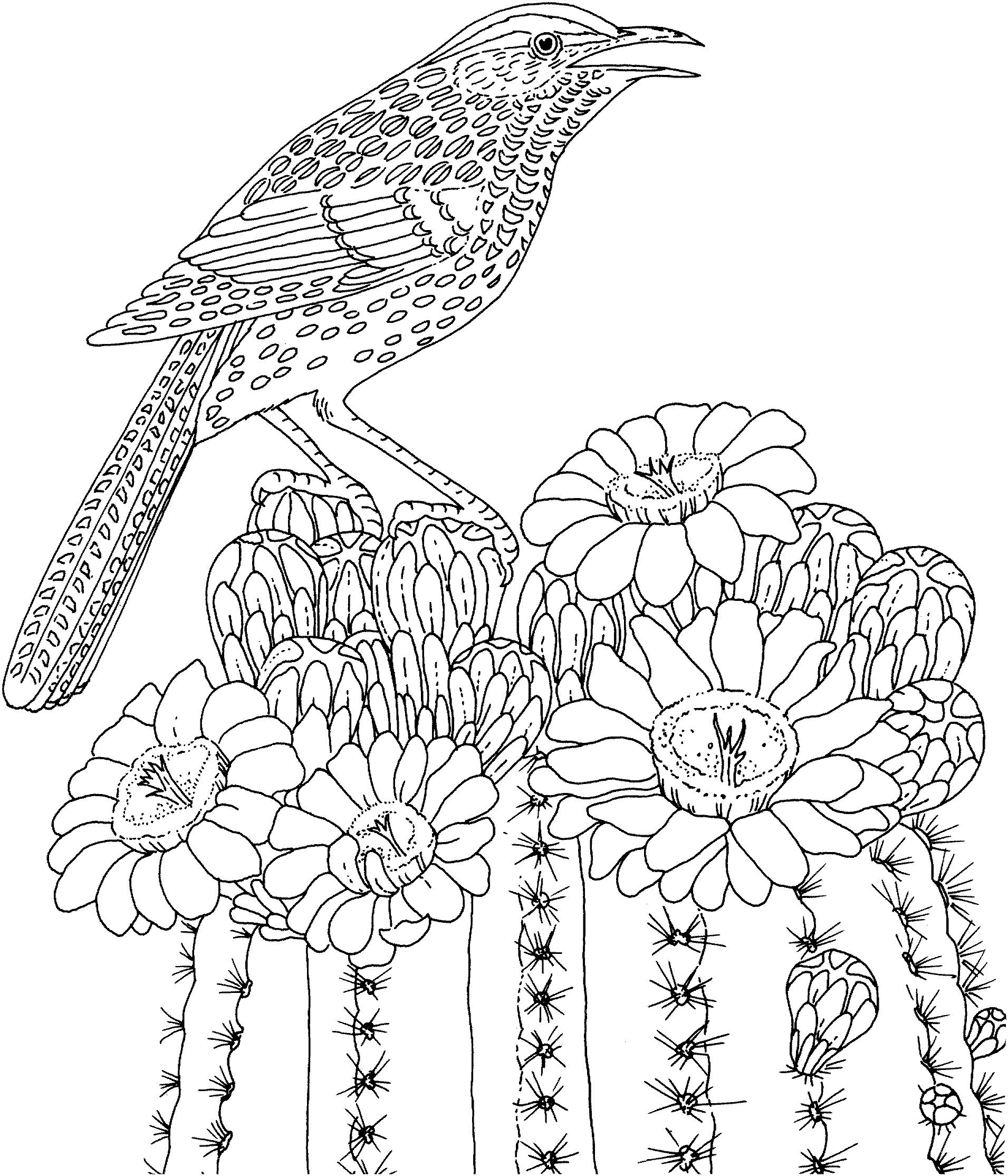 Птица Сложные птица на кактусе раскраски цветы