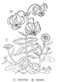 Раскраска лилия и ноготки. раскраска календула цветы, садовые цветы раскраски 