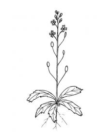 Полевой цветок с корнем и листьями 
