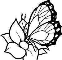Раскраска бабочка на цветке 